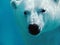 Polar bear underwater portrait