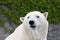 Polar bear (ursus maritimus)