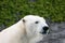 polar bear (ursus maritimus)