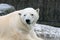 Polar bear (ursus maritimus)
