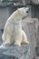 Polar bear (ursus maritimus)