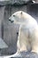 Polar bear (ursus maritimus)