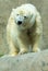 Polar Bear (Ursus maritimus)