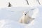 Polar bear (Ursus maritimus) cub