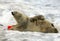 Polar bear Ursus maritimus with a cub on his back