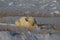 Polar Bear or Ursus Maritimus lying down on snow between arctic grass, near Churchill, Manitoba Canada