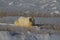 Polar Bear or Ursus Maritimus lying down on snow between arctic grass, near Churchill, Manitoba Canada