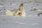 Polar Bear, Ursus Maritimus, rolling around the snow on a sunny day