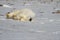 Polar Bear, Ursus Maritimus, rolling around the snow on a sunny day