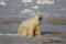 Polar Bear or Ursus Maritimus sitting down on snow between arctic grass, near Churchill, Manitoba Canada