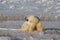 Polar Bear or Ursus Maritimus sitting down on snow between arctic grass, near Churchill, Manitoba Canada