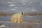 Polar Bear or Ursus Maritimus sitting down on snow between arctic grass, near Churchill, Manitoba Canada