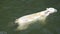 Polar bear Ursus maritimus swimming in the water