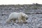 Polar Bear Ursus Maritimus walking along a rocky shoreline near Arviat, Nunavut