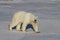 Polar Bear, Ursus Maritimus, walking on tundra and snow on a sunny day