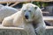 Polar bear - Ursus maritimus - in zoo Wuppertal, Germany