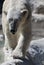 Polar Bear with Very Large Paws Walking Along