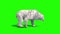 Polar BEAR Walkcycle Side Green Screen 3D Rendering Animation