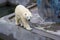 Polar bear walking