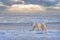 A polar bear walking alone beside Hudson Bay at sunrise.