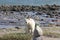 Polar Bear walking along an arctic coastline