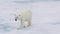 Polar bear walking in an arctic.