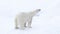 Polar bear walking in an arctic.