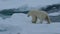 Polar bear walking in an arctic.