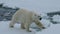 Polar bear walking in an arctic.