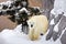 A polar bear walking around rock on snow