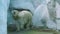 Polar bear walking around, zoo animal behavior, the walk of white polar bear, Vulnerable animal specie from the arctic coast