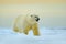 Polar bear walking on drift ice with snow. White animal in the nature habitat, Russia. Dangerous polar bear in the cold sea. Polar
