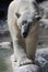 Polar Bear Walking With His Eyes Closed