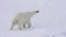 Polar bear walking on the ice.