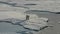 Polar bear walking on the ice.