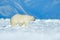 Polar bear walking on the ice. Polar bear, dangerous looking beast on the ice with snow in north Canada. Wildlife scene from natur