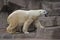 Polar bear walking on a rock ledge