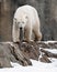 Polar bear walking on rocks