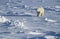 Polar Bear walking in snow Yukon