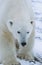 Polar Bear walking in snow Yukon