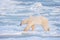 A polar bear walking on thin ice in northern Canada.