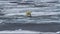 Polar bear Walking on wavy Snowy Arctic Ocean, Svalbard