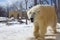 Polar bear walking in a zoo in winter