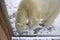 Polar bear walking in a zoo in winter