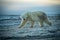 Polar bear walks across flat rocky tundra