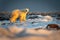 Polar bear walks across tundra at sunset