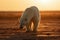 A polar bear walks desperately through the desert looking for water and food.Global warming has left this polar bear without