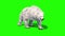 Polar BEAR Walks Green Screen 3D Rendering Animation