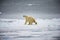 Polar bear walks on ice floes in Arctic