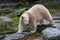 A polar bear walks on the rocks